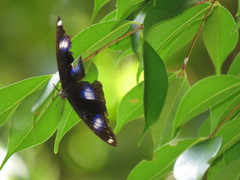 Hypolimnas bolina bolina