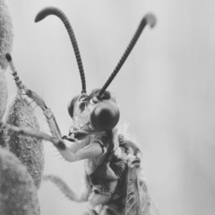 Myrmecaelurus trigrammus