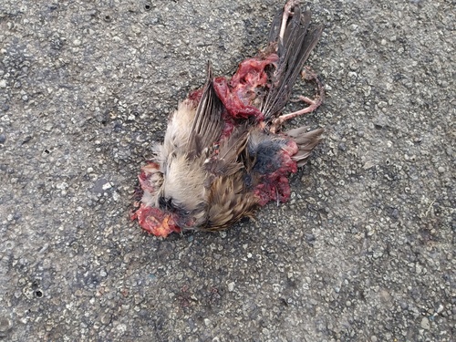 House Sparrow photographed in Oregon