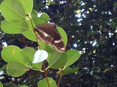 Hypolimnas bolina bolina