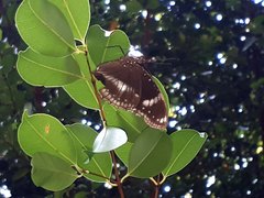 Hypolimnas bolina bolina