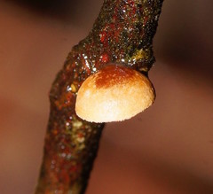 Crepidotus eucalyptorum
