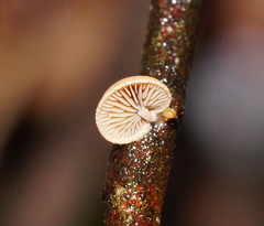 Crepidotus eucalyptorum