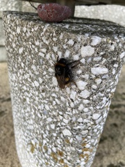 Bombus