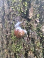 Zachrysia provisoria