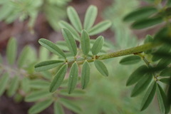 Indigofera poliotes