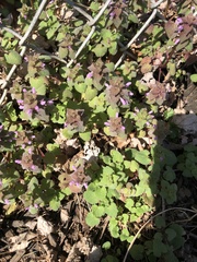 Lamium purpureum
