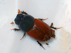 Aphodius fimetarius