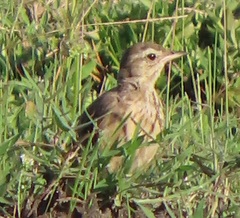 Anthus leucophrys