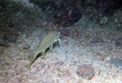 Galeoides decadactylus