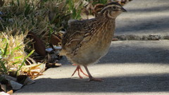 Coturnix