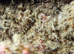 Gorogobius nigricinctus