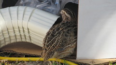 Coturnix