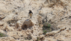 Oenanthe cypriaca