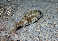 Lethrinus atlanticus