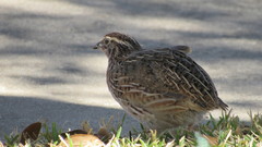 Coturnix