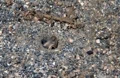 Margintail Conger photo 2