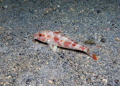 Pseudupeneus prayensis