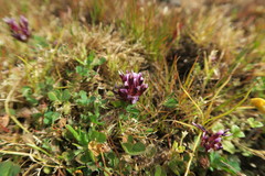 Trifolium variegatum
