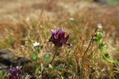 Trifolium variegatum