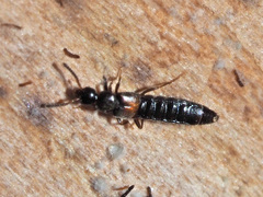 Phloeopora