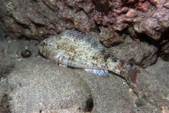 West-African Parrotfish photo 5