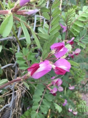 Vicia sativa