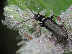 Anogcodes fulvicollis