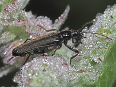 Anogcodes fulvicollis