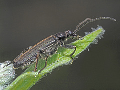 Anogcodes fulvicollis