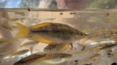 Melanotaenia splendida splendida