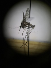 Culiseta particeps