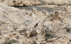 Oenanthe cypriaca
