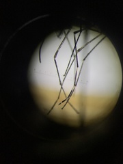 Culiseta particeps