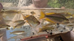 Melanotaenia splendida splendida