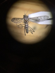 Culiseta particeps