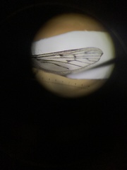Culiseta particeps