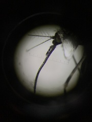 Culiseta particeps