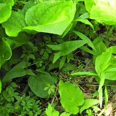 Hasteola suaveolens