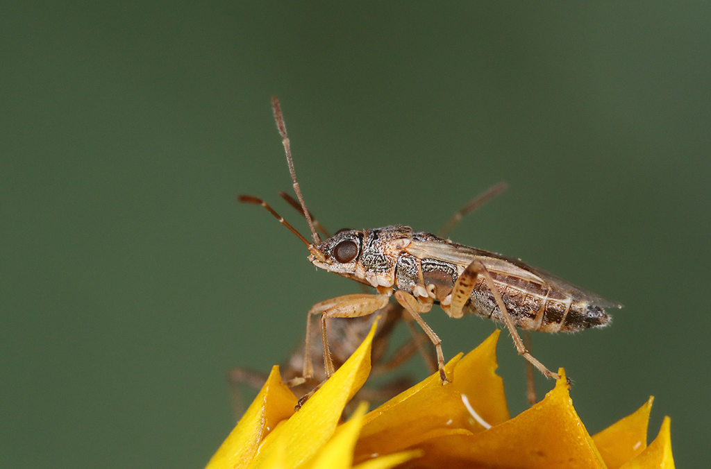 Big-eyed Bugs