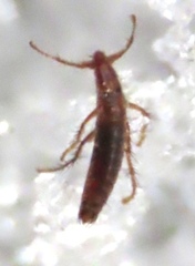 Ceratophyllidae