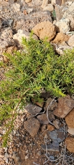 Patellifolia procumbens image