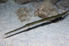 Fistularia tabacaria