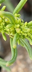 Patellifolia procumbens image