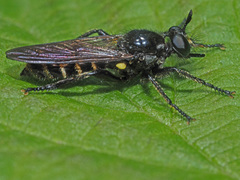 Choerades marginata