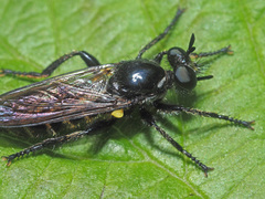 Choerades marginata