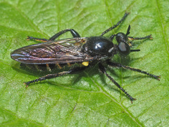 Choerades marginata