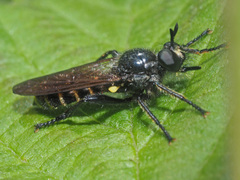 Choerades marginata
