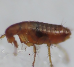 Ceratophyllidae