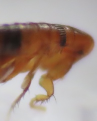 Ceratophyllidae